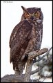 _4SB2406 great-horned owl